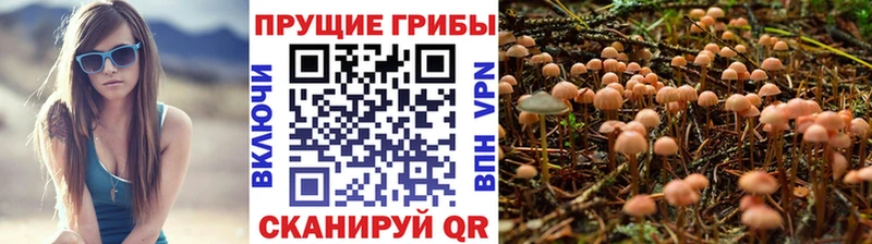 купить наркотики цена  Мончегорск  Псилоцибиновые грибы Magic Shrooms 