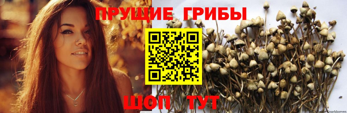Псилоцибиновые грибы мицелий Мончегорск